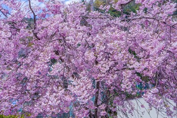 ちょうど見ごろの満開のピンクの桜