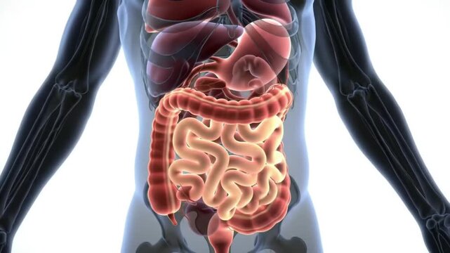3D animated visualization of the human digestive system, bright medical illustration style, clean white background