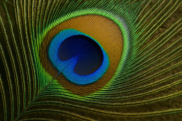 Obraz premium Stunning Macro View of a Peacock Feather's Eye, Revealing Intricate Patterns and Brilliant Iridescent Hues of Green and Blue