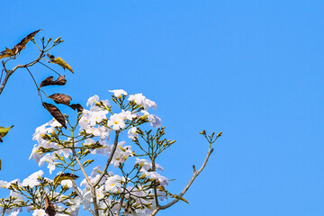 Tabebuya or Tabebuia (Handroanthus chrysotrichus) flowers with Clear blue sky on the background. trumpet. white. Copy space, empty, free, negative, text, design. Tree. Family Bignoniaceae.