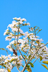 Tabebuya or Tabebuia (Handroanthus chrysotrichus) flowers with Clear blue sky on the background. trumpet. white. Tree. Family Bignoniaceae. potrait.