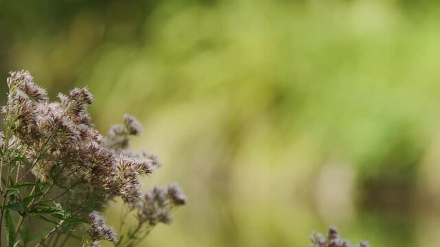 Wildflowers Swaying in Gentle Wind with Blurred Background