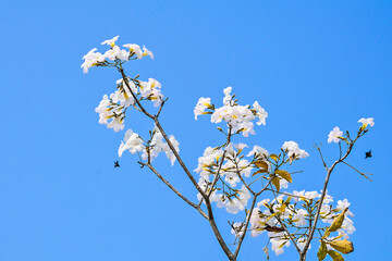 Tabebuya or Tabebuia (Handroanthus chrysotrichus) flowers with Clear blue sky on the background. trumpet. white. Tree. Family Bignoniaceae.