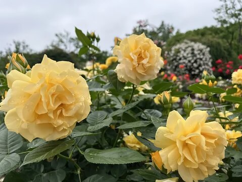 Yellow roses with water droplets after rain, green leaves and red flowers background, colorful rose garden under clear sky, elegant natural beauty photography.