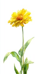 Fototapeta premium Vibrant Yellow Flower Watercolor Painting on White