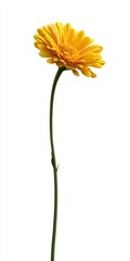 Vibrant Yellow Gerbera Daisy on White Background