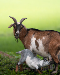 mother and baby goat
