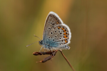 Macro close-up of Common Blue butterfly (Polyommatus icarus) on brown seed capsule in a meadow,...