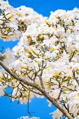 Tabebuya or Tabebuia (Handroanthus chrysotrichus) flowers with Clear blue sky on the background. trumpet. white. Tree. Family Bignoniaceae. Potrait.