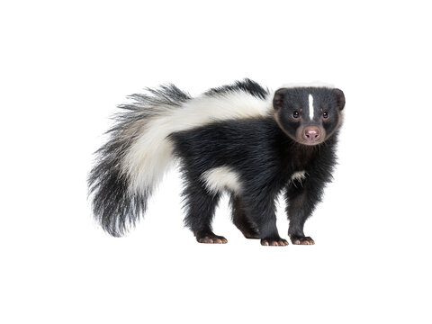 A playful skunk with distinctive markings and a curious expression

