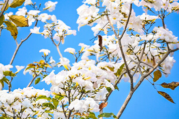 Tabebuya or Tabebuia (Handroanthus chrysotrichus) flowers with Clear blue sky on the background. trumpet. white. Tree. Family Bignoniaceae.