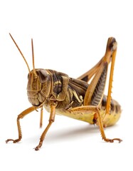 Fototapeta premium Close-up of a grasshopper