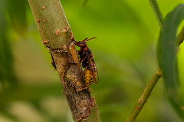 Macro close-up of a brown and yellow hornet (Vespa crabro) feeding on tree bark in summer forest, showing detailed textures, shallow depth of field, natural bokeh background, Europe wildlife photo