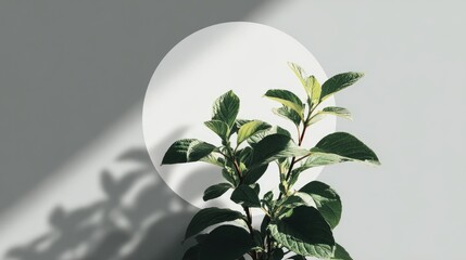 Greenery and light