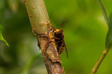 European hornet (Vespa crabro) chewing bark for sap on a tree stem, brown and yellow insect in summer garden, macro close-up with green bokeh and shallow depth of field, natural light, copy space