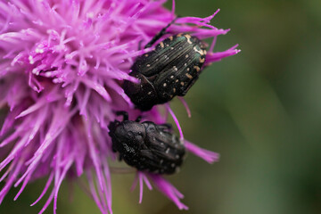 Macro close-up of two white-spotted rose chafers (Oxythyrea funesta) feeding on a purple thistle blossom in summer, black beetles with white dots, shallow depth of field and natural bokeh background