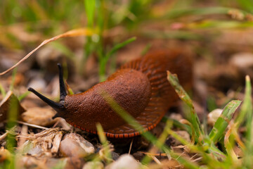 Close-up macro of a brown slug (Arion vulgaris) crawling on soil and small rocks among green grass blades during summer in a meadow habitat, high resolution detail with shallow depth of field