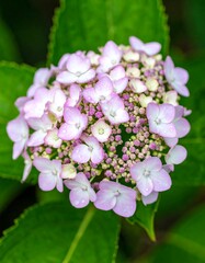 Close-up of a hydrangea cluster