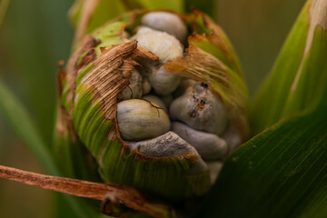 Macro close-up of corn smut fungus (Ustilago maydis) infecting a maize ear, showing gray galls...