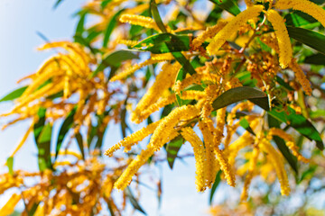 Northern Black wattle, Acacia auriculiformis, native Australian golden floral emblem, green and gold, outback Queensland 