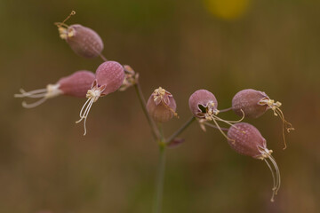 Close-up macro photograph of Silene vulgaris flowers with inflated calyx and delicate white...