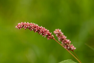 Macro close-up of blooming pink-red Persicaria maculosa (redshank, lady’s thumb) flower spikes in...