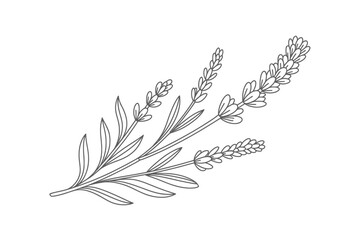 Elegant line drawing of lavender sprigs © AFAZ