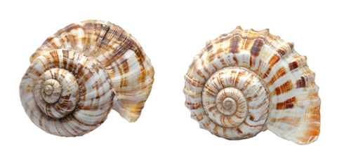 Close up of spiral seashell with striped pattern isolated on a transparent background