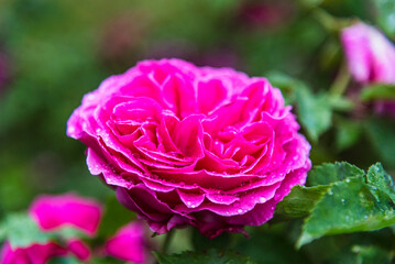 Obraz premium Pink rose (Rosa) - beautiful, fresh and soft flower on the green deep background. 