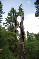A bare tree in the forest struck and burned by lightning