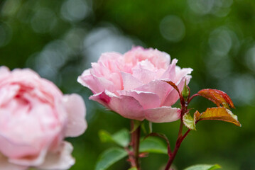 Pink rose (Rosa) - beautiful, fresh and soft flower on the green deep background. 