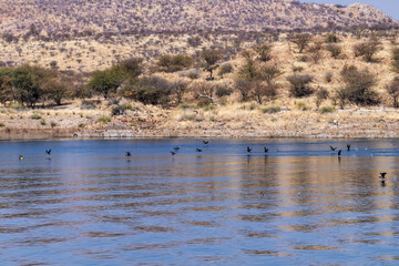 Groupe de cormorans en vol au ras des flots d'un lac