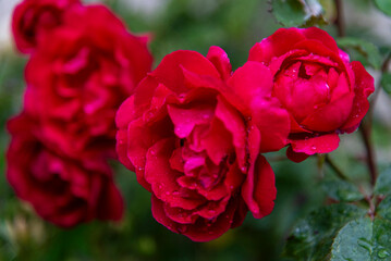 Red rose (Rosa) - beautiful, fresh and soft flower on the green deep background. 