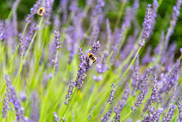 A bumblebee (genus Bombus) perched on a purple lavender flower (Lavandula), with its delicate petals highlighted by sunlight. 