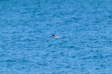 Fototapeta premium Red Breasted Merganser Male at Pointe Pelee National Park, near Leamington, Ontario, Canada.