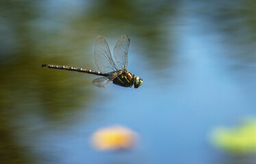 Dragonfly in flight over blue water serenity macro wildlife nature photography iridescent wings hovering above lake bokeh fine art minimal capture high speed focus freedom precision stillness