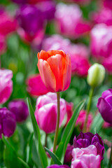 Spring flower in tulip field. Colorful vivid tulips in the park. Tulip flowers background. Beautiful flower red tulips in sunlight landscape at spring or summer. Amazing spring nature. Tulips flowers