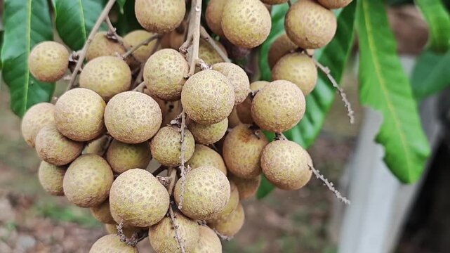 Fresh longan fruit