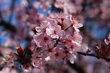 Ramos floridos de árvore com flores rosa na primavera