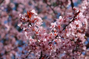 Flores rosa vibrantes em &aacute;rvore com fundo desfocado