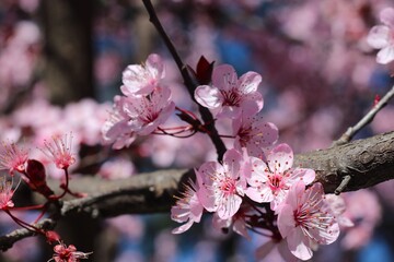 Flores rosa delicadas em &aacute;rvore na primavera