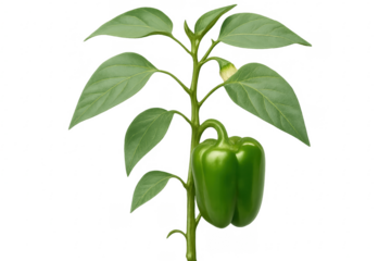 Green bell pepper growing on plant with transparent background