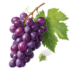 Fototapeta premium Fresh ripe bunch of purple grapes with green leaf on black background