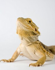 Obraz premium Bearded dragon close-up