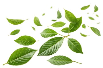 Fototapeta premium Bunch of green leaves are scattered in the air