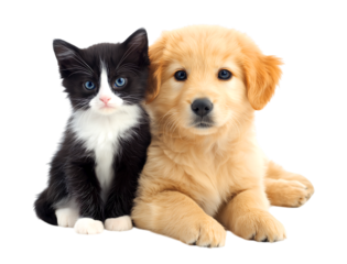 Cute Kitten and Golden Retriever Puppy: An Adorable Friendship isolated on a transparent background