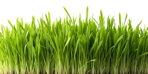Vibrant Green Grass Blades Lush Spring Meadow Texture