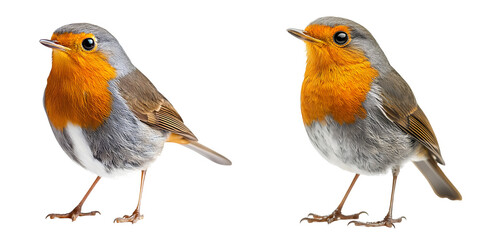 European robin with orange chest and grey feathers, standing isolated on a transparent background