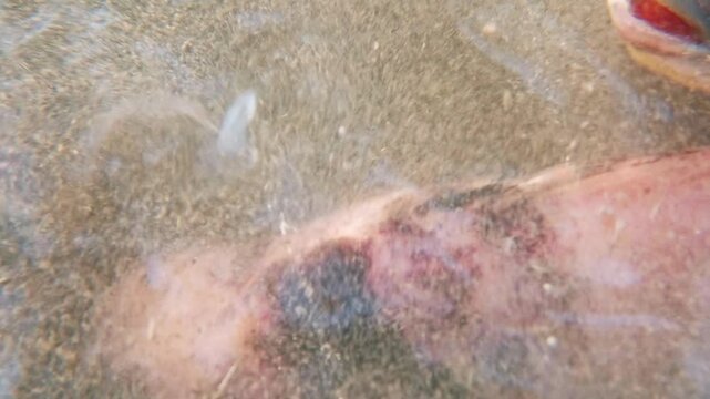 Video footage of tilapia fish in a pond being active with a close up view