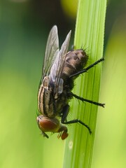 A fly perched on a blade of green grass close up
